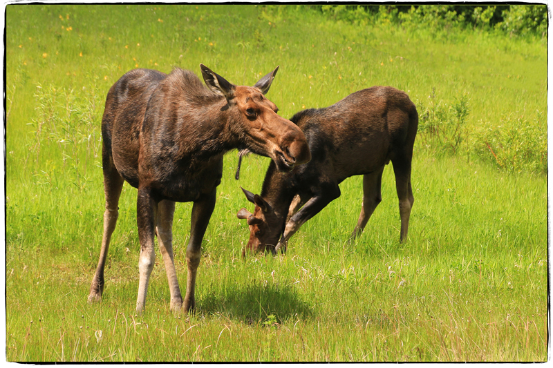 RMNP Moose by Trudy Curtis